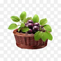 李子——收获的季节