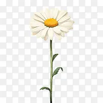 雏菊花-雏菊花