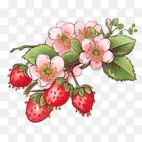 草莓-草莓