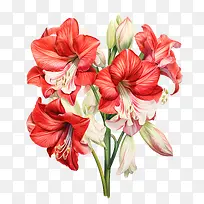 孤挺花-花图