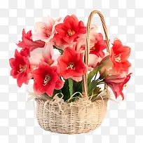 孤挺花花-花艺设计
