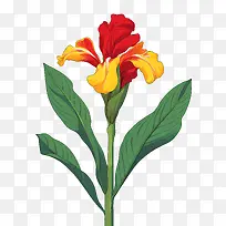 美人蕉-美人蕉红色黄色花叶