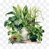 室内植物鉴赏日——蕨类植物