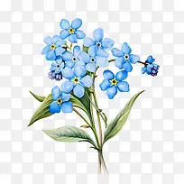 勿忘我花-勿忘我花水彩蓝色花朵勿忘我-勿静物