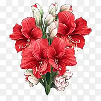 孤挺花花-花艺设计