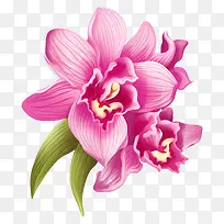 兰花—粉色兰花,花瓣和茎卷曲