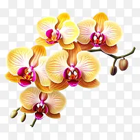 黄色兰花-黑色背景上的一组黄色兰花