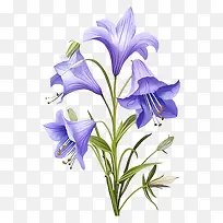 蓝色花-黑色背景上绿色中心的逼真蓝色花